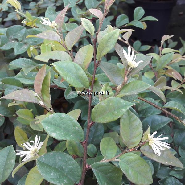 Loropetalum chinense Carolina Moonlight (1)