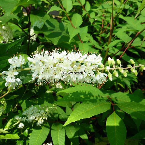 Clethra alnifolia Vanilla Spice (3)