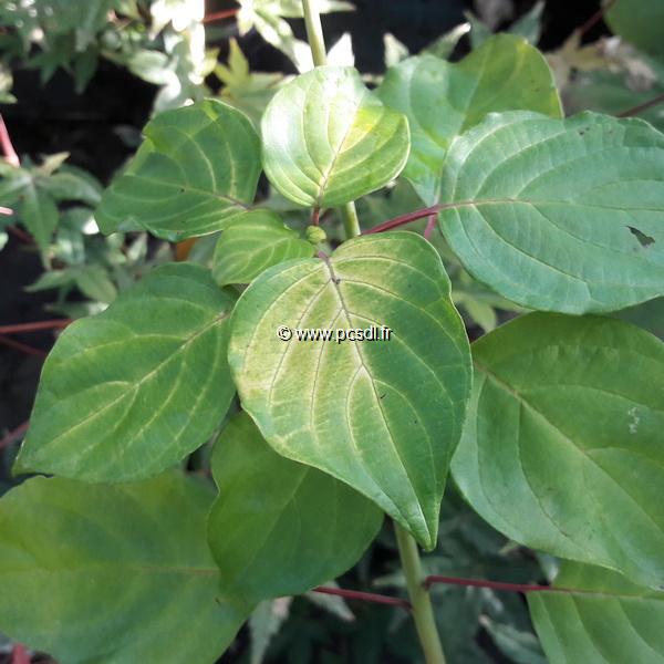 Cornus alternifolia Aurea (1)