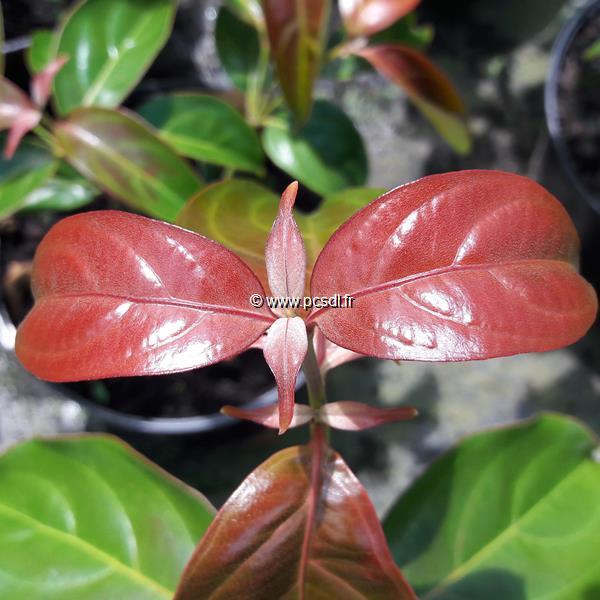 Cornus Summer Flair (1)