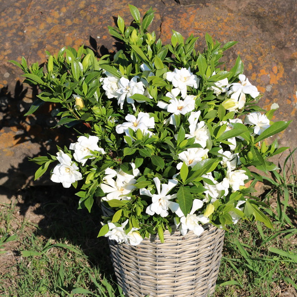 Gardenia jasminoides Celestial Star (1)