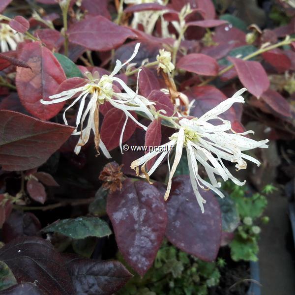 Loropetalum chinense f. rubrum Ruby Snow (3)