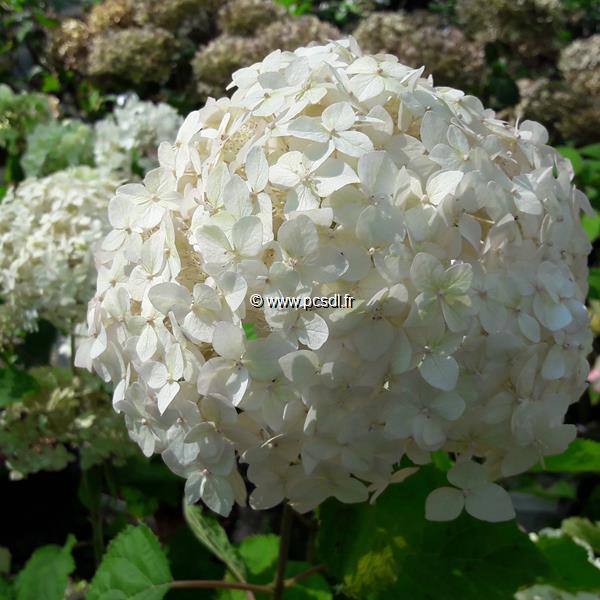 Hydrangea arborescens CANDYBELLE Marshmallow (2)