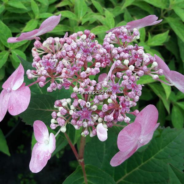 Hydrangea macrophylla Twist &amp; Shout (2)