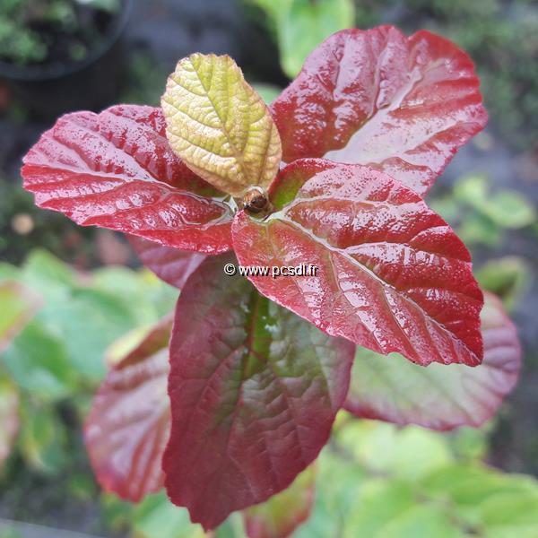 Parrotia persica Persian Spire