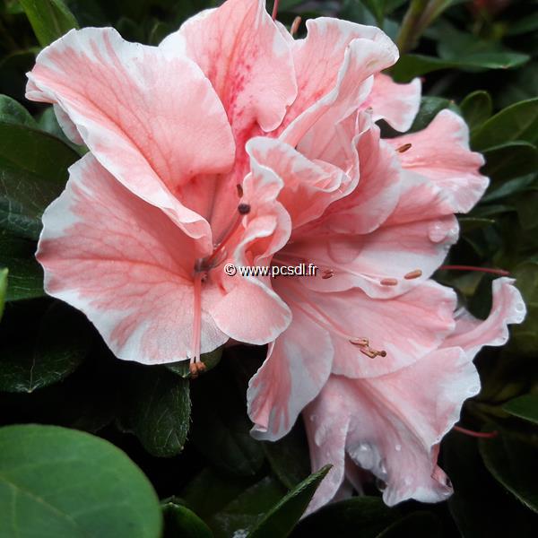 Rhododendron Encore Sunburst (1)