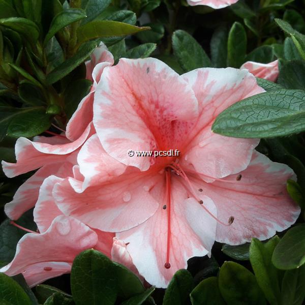 Rhododendron Encore Sunburst (2)