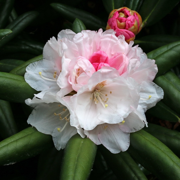 Rhododendron yakushimanum (1)