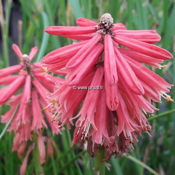 Kniphofia Red Hot Popsicle (2)