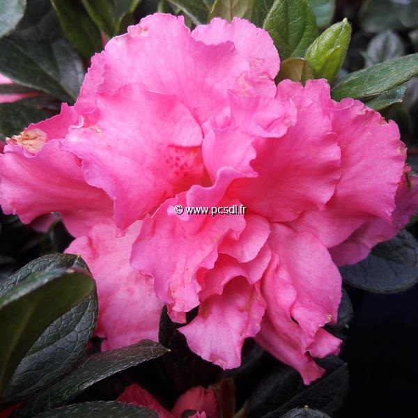 Rhododendron Repetita Pink (3)