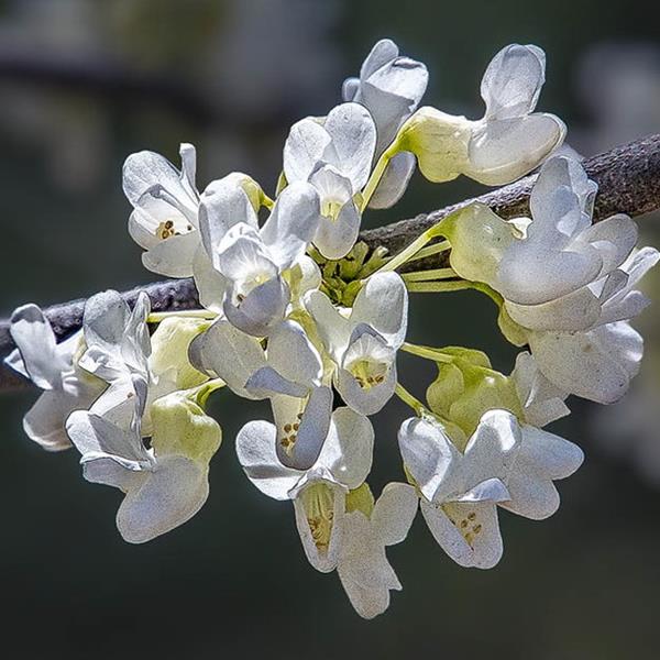 Cercis canadensis Alba