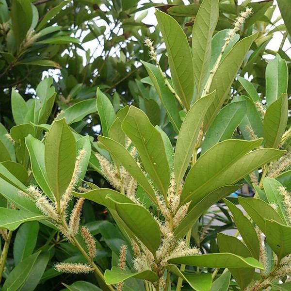 Lithocarpus edulis (2)