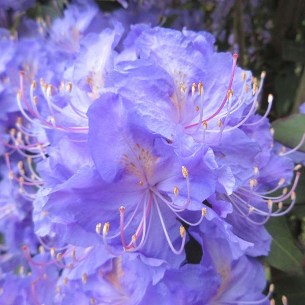 Rhododendron augustinii Electra (2)