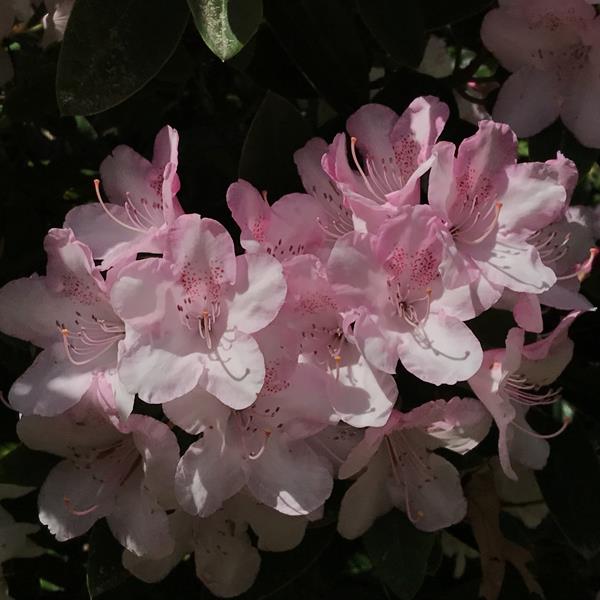 Rhododendron Halopeanum (2)