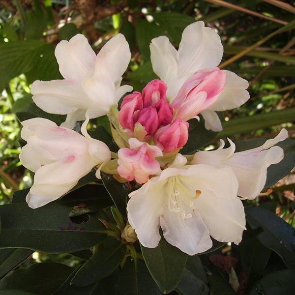 Rhododendron yakushimanum Grumpy (2)