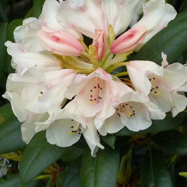 Rhododendron yakushimanum Grumpy (1)