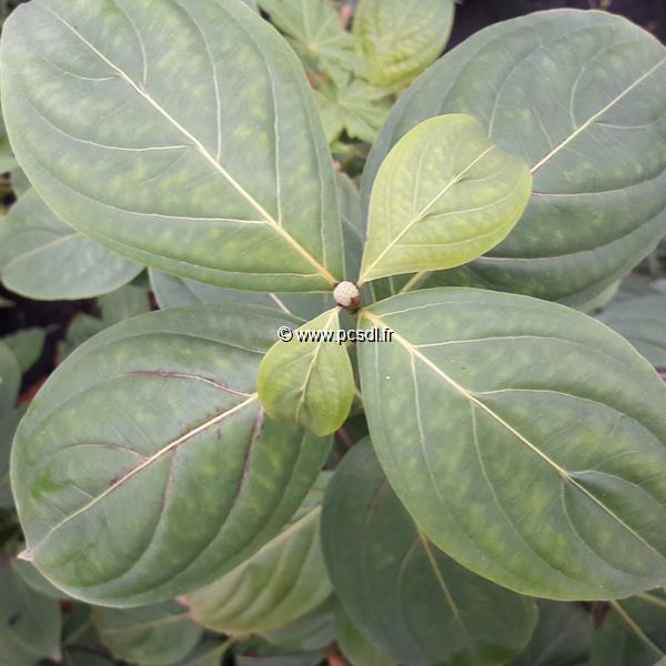 Cornus Soleil Rouge (1)