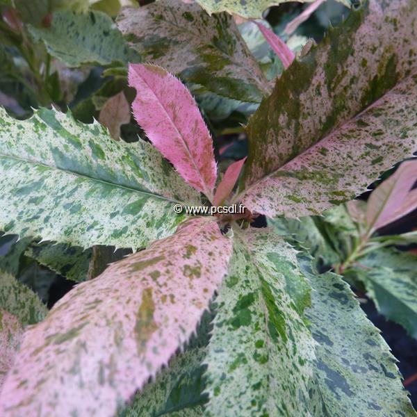 Photinia serratifolia Pink Crispy (6)