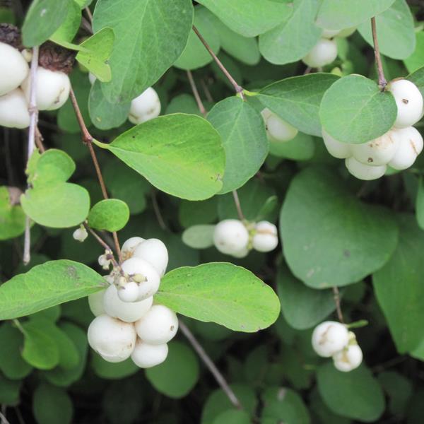 Symphoricarpos White Hedge (1)