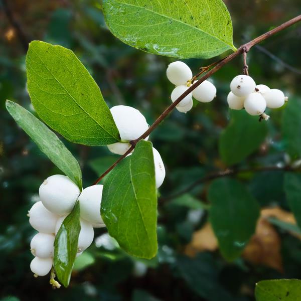 Symphoricarpos White Hedge (3)