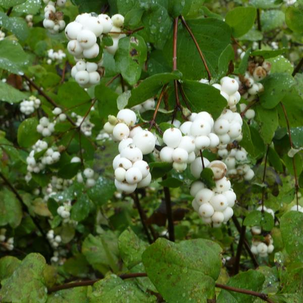 Symphoricarpos White Hedge (4)