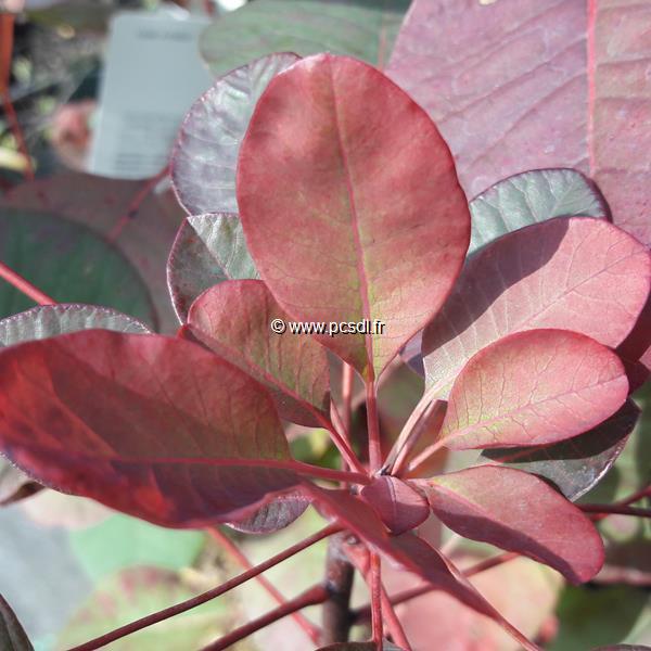 Cotinus Flamissimo (1)