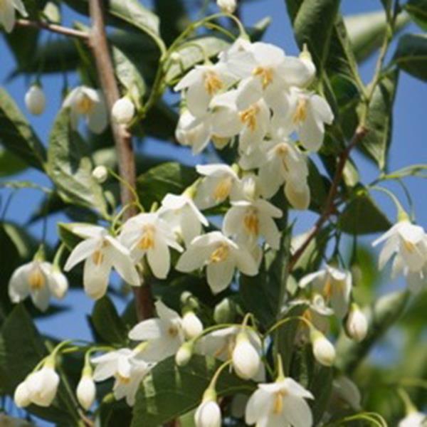 Styrax japonicus June Snow (2)