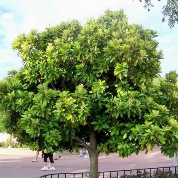 Lithocarpus edulis