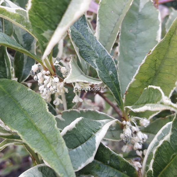 Osmanthus fragrans Variegatus