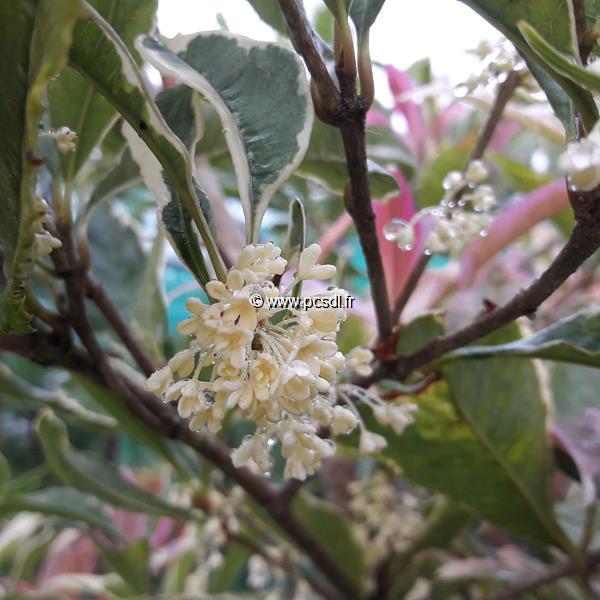 Osmanthus fragrans Variegatus (3)