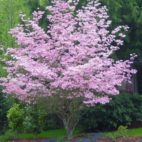 Cornus florida rubra (1)