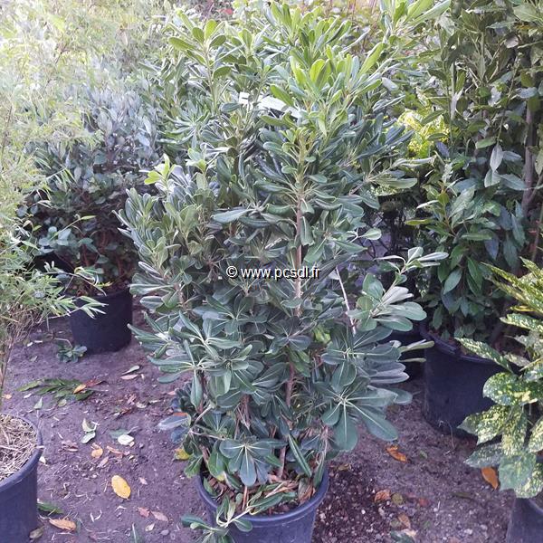 Pittosporum tobira 100