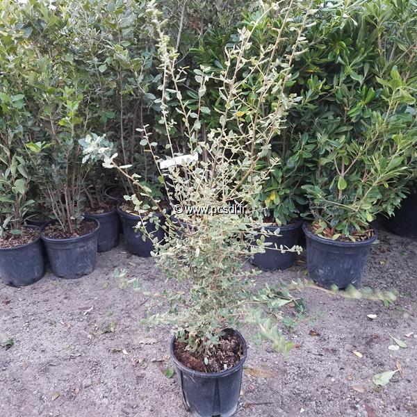 Quercus suber C10L