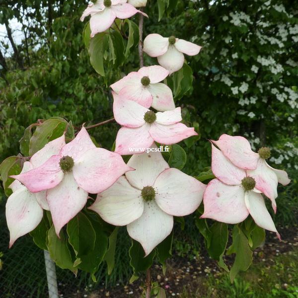Cornus kousa