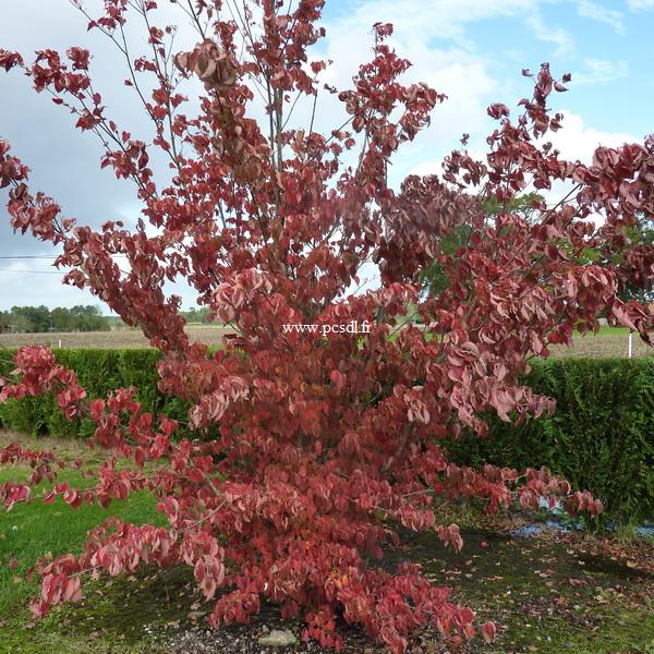 Cornus kousa (3)