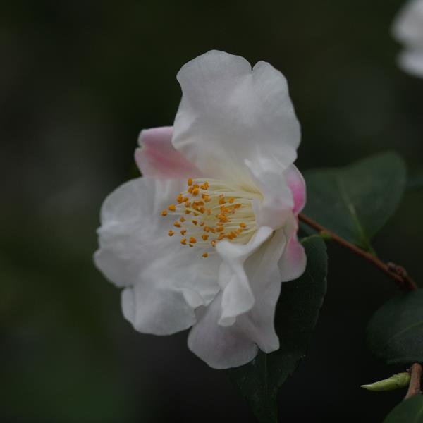 Camellia Quintessence (1)