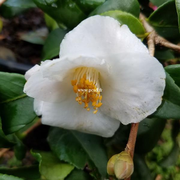 Camellia Quintessence (3)