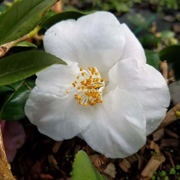 Camellia Quintessence