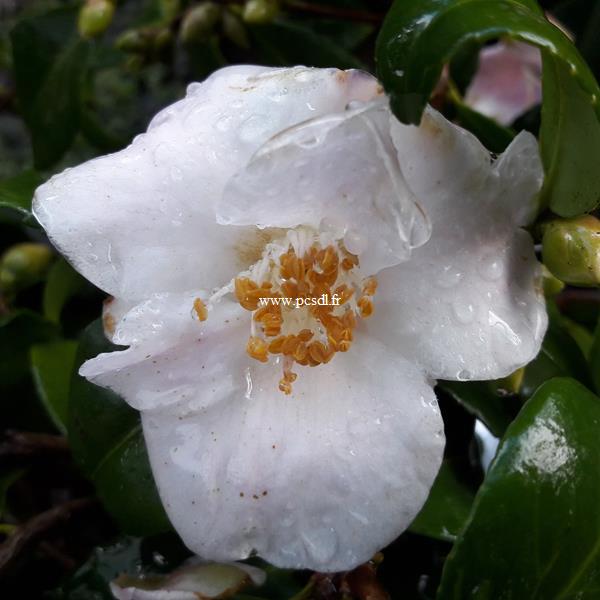 Camellia Quintessence (2)