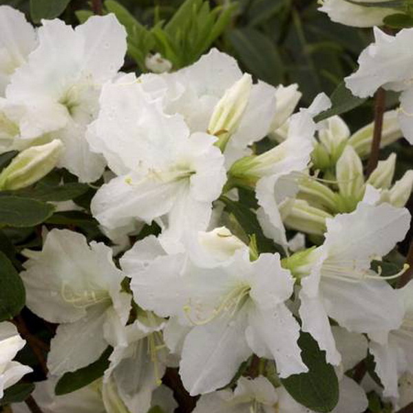 Rhododendron Repetita White
