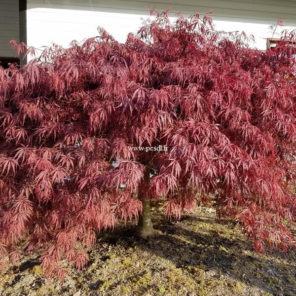 Acer palmatum Dissectum Tamukeyama