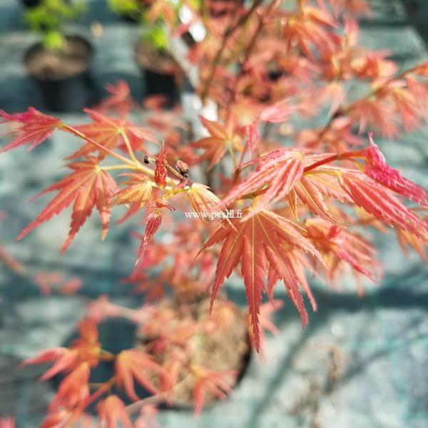 Acer palmatum Wilsons Pink Dwarf