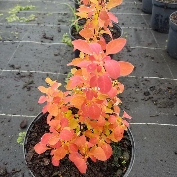 Berberis thunbergii Orange Ice (2)