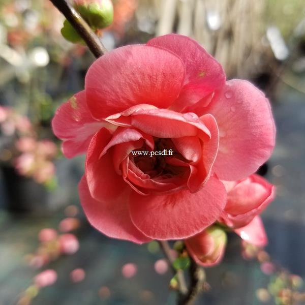 Chaenomeles Pink Storm (2)