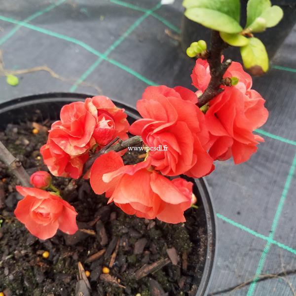 Chaenomeles Orange Storm (3)