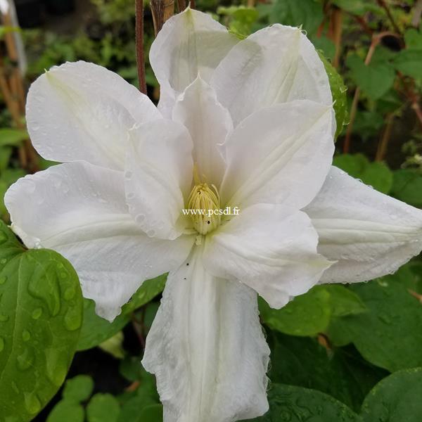 Clematis Mme Lecoultre