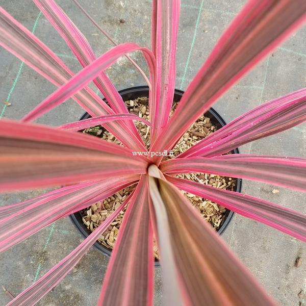 Cordyline banksii Electric Pink