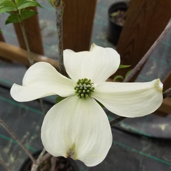 Cornus florida White Cloud (3)