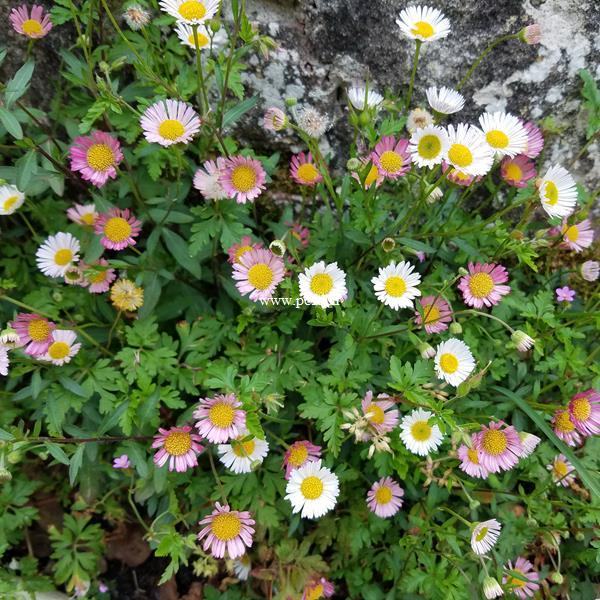 Erigeron karvinskianus