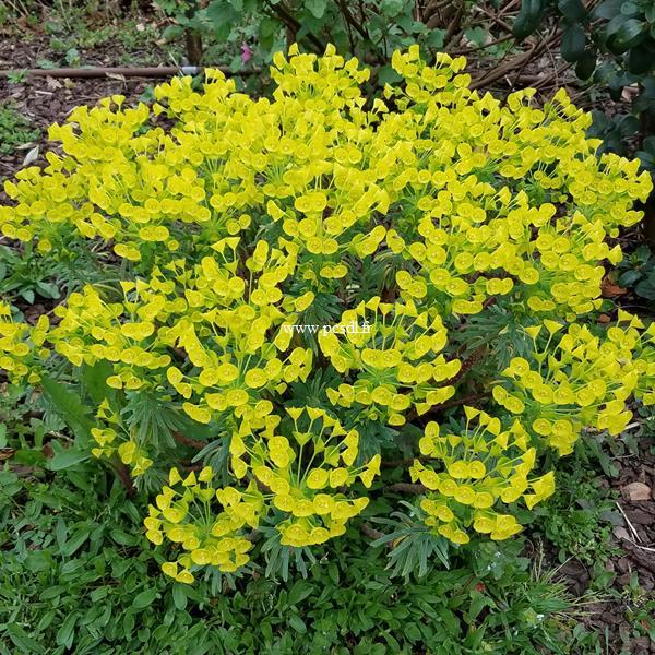 Euphorbia characias Shorty